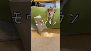毎日父と闘う柴犬は【マット対決】豆柴アオと柴犬委員会　Shiba Inu Lovers　mameshiba AO & shiba inu committee #Shorts