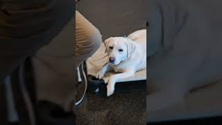 Working Labrador vs Pet Labrador.  Same Breed - Totally different dogs.. Know what you're buying. by Ridgeside K9 HQ - Modern Dog Training & VLOGS 535 views 6 months ago 3 minutes, 10 seconds