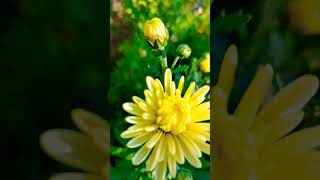 #українськамузика #доброеутро #nature #music #чюдовогонасьрою