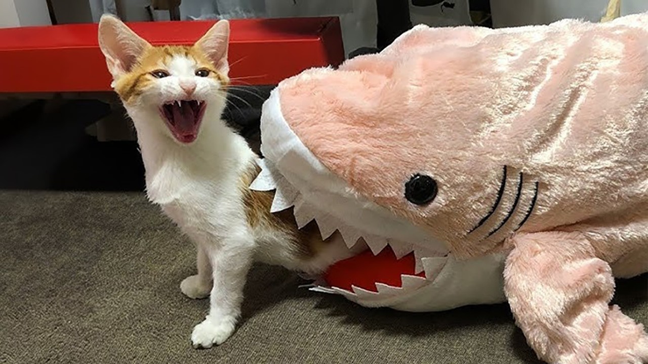 Hilarious Pet Moments – Try Not to Laugh Impossible #61