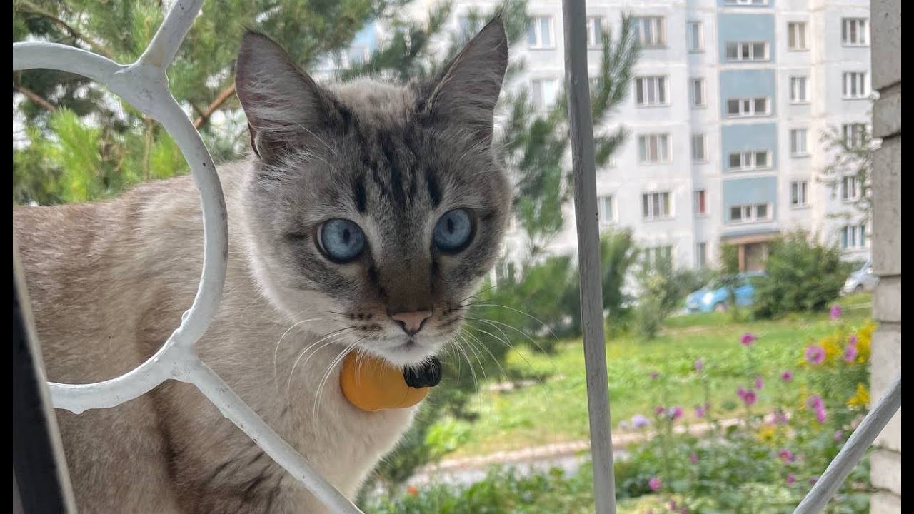 Кошки когда можно на улицу. Hello Street Cat Stream. Hello Street Cat видео с живодерством. Street Cats © 2019.