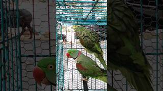#parrotlover#mithu#talkingparrot #greenparrot#youtube#viralshortvideo