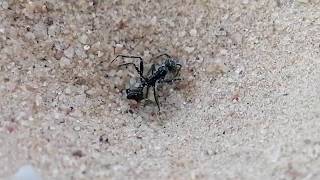 Myrmeleontid Hunting Ant