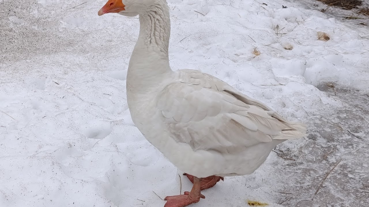 Гусак сам, чекає дружину  