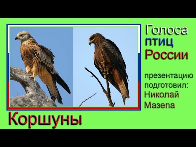 Коршуны. Голоса птиц России - YouTube