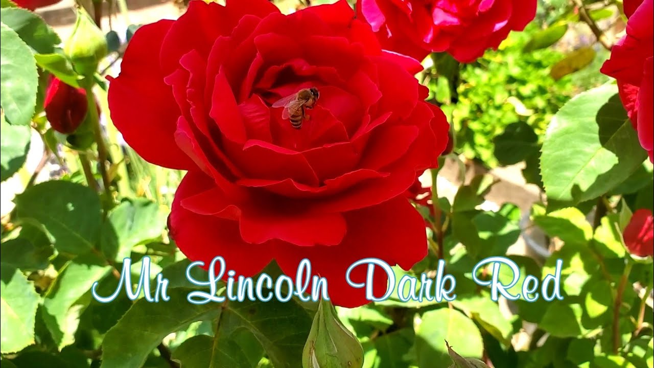 Update Mr Lincoln Dark Red Rose 6/21