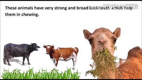 DAV Public school Class -3 Science Chapter -6 feeding habits of animals