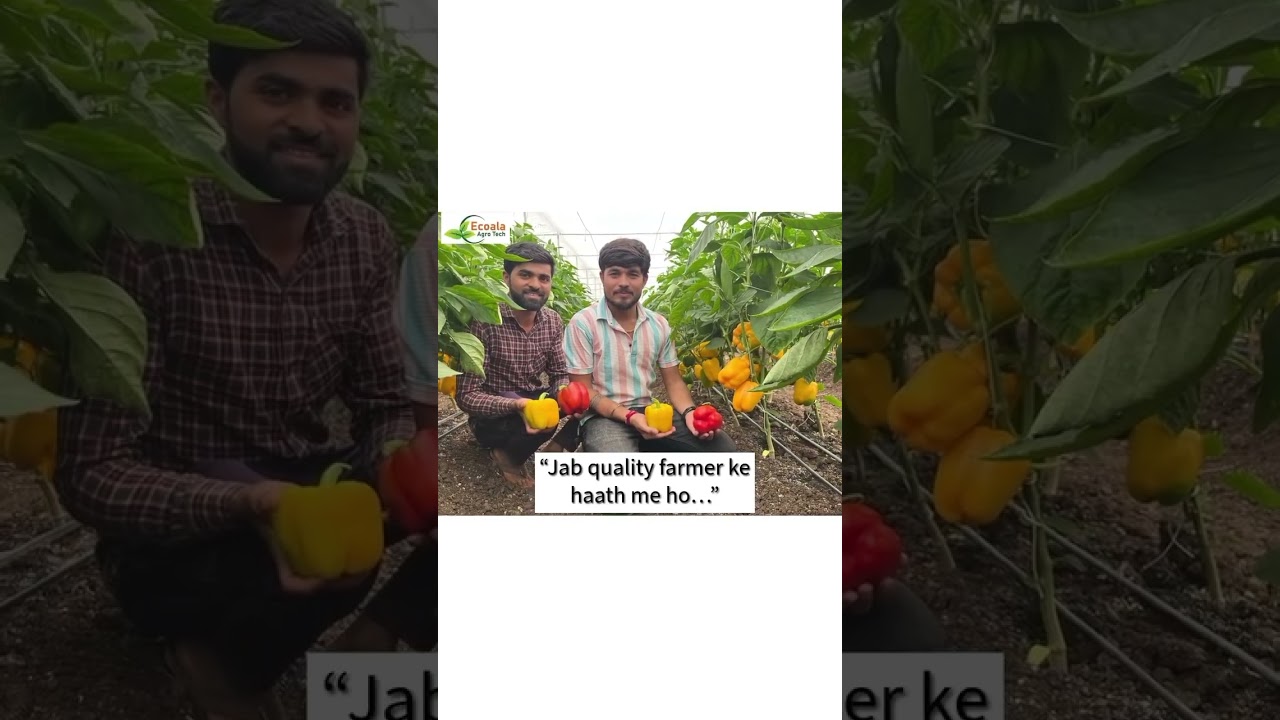 हे फक्त शेती नाही…हे smart farming चं live example आहे 🌱Protected farming मध्ये✔ Uniform size✔
