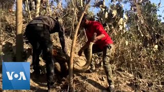Rescuers Save 13-Foot Python From Pipe in India Net Worth