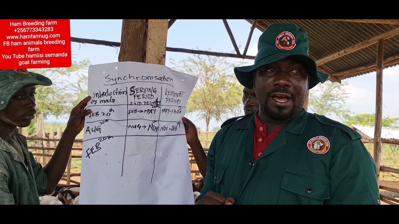 естественная синхронизация у коз (как произвести 1000 коз за 3 месяца) от hamiisi +256773343283