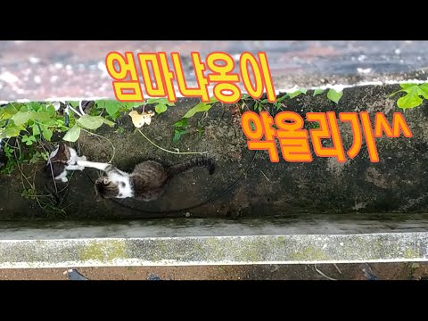 엄마 길고양이 약올리기^^