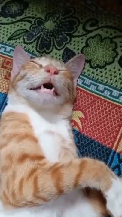 Kucing Ngorok🤣
