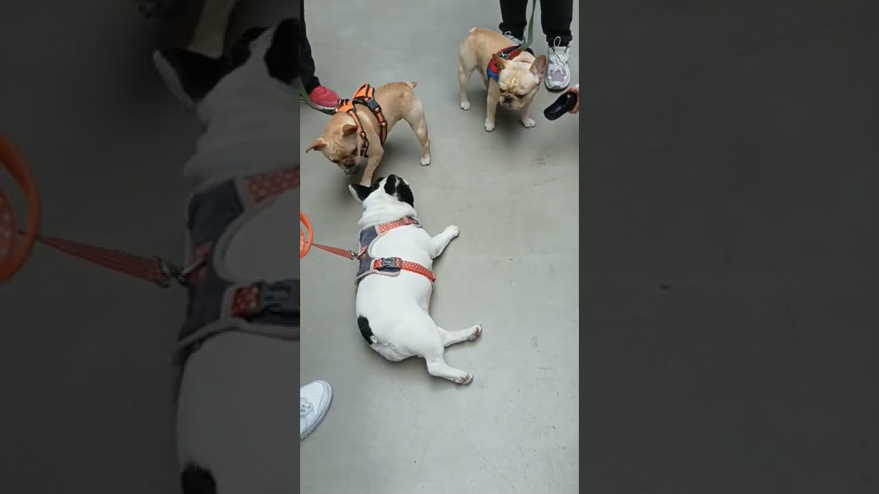 🐶😭Ouch! You are so strong🐕