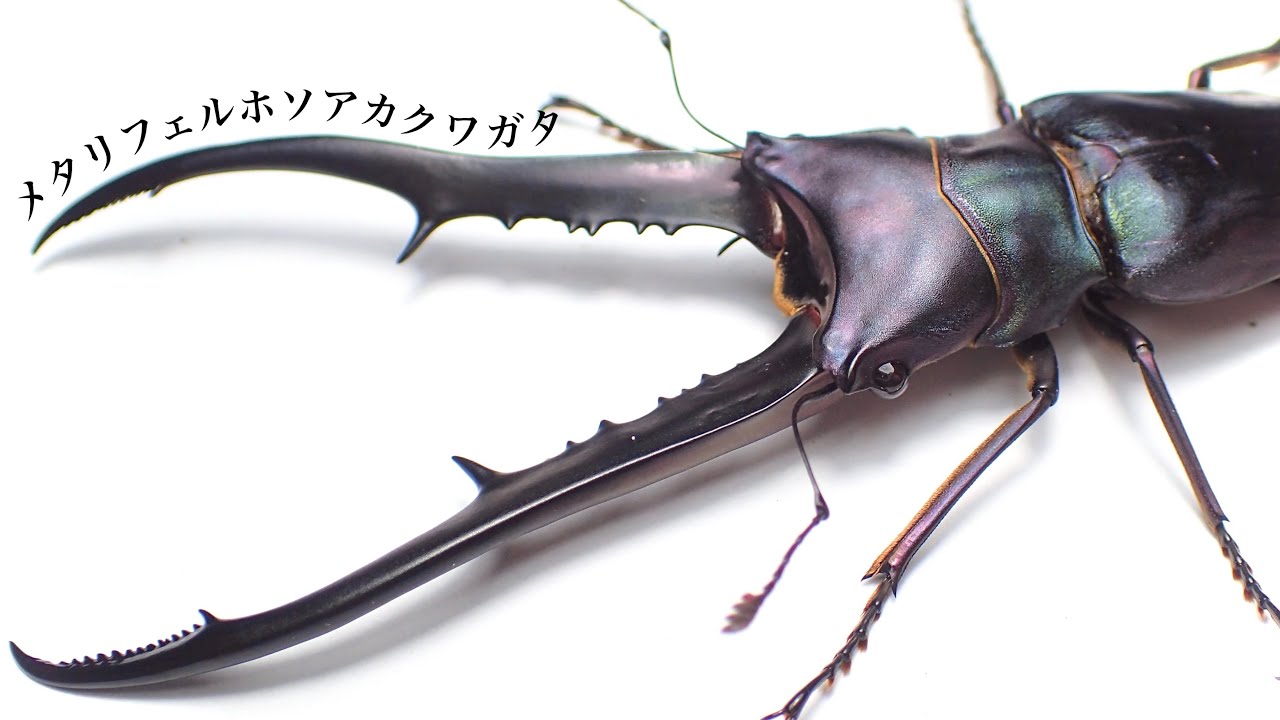 ノコギリクワガタ　ホペイ　メタリフェル　受け渡し予定者決まりました！ メタリフェルホソアカクワガタの飼育に挑戦！初めてでも安心です。 | 月虫