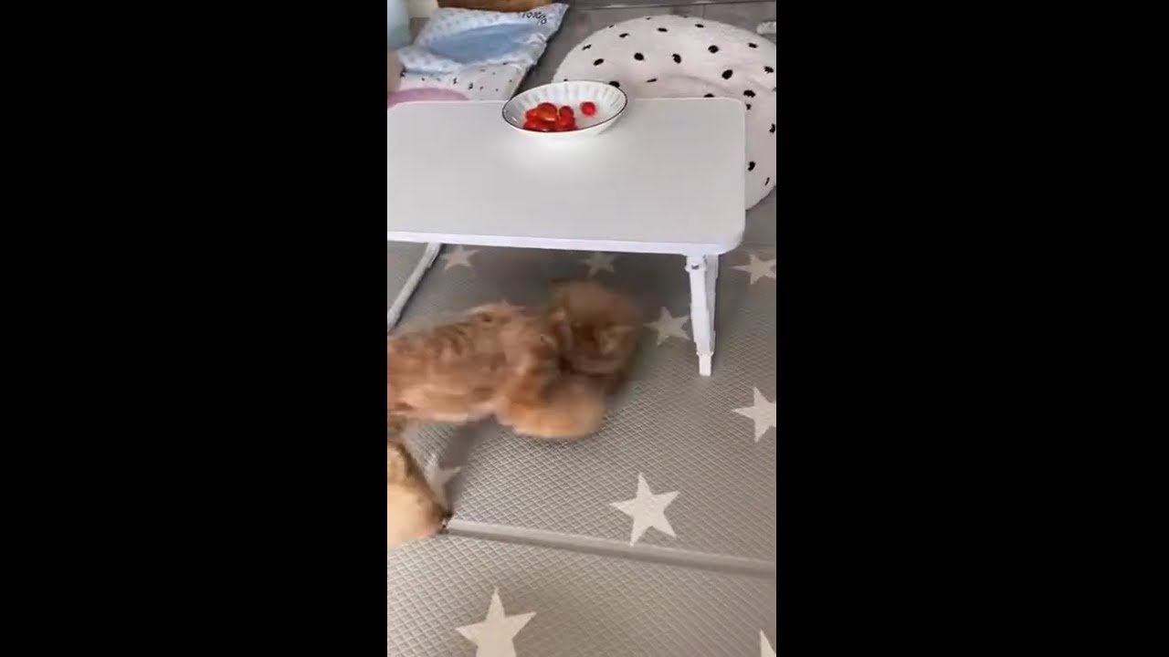 This Puppy Is So Vengeful! 🐶😆 | Funny & Clever Dog