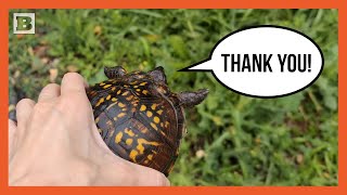 Virginia Driver Stops to Give Turtle a Lift Across the Road