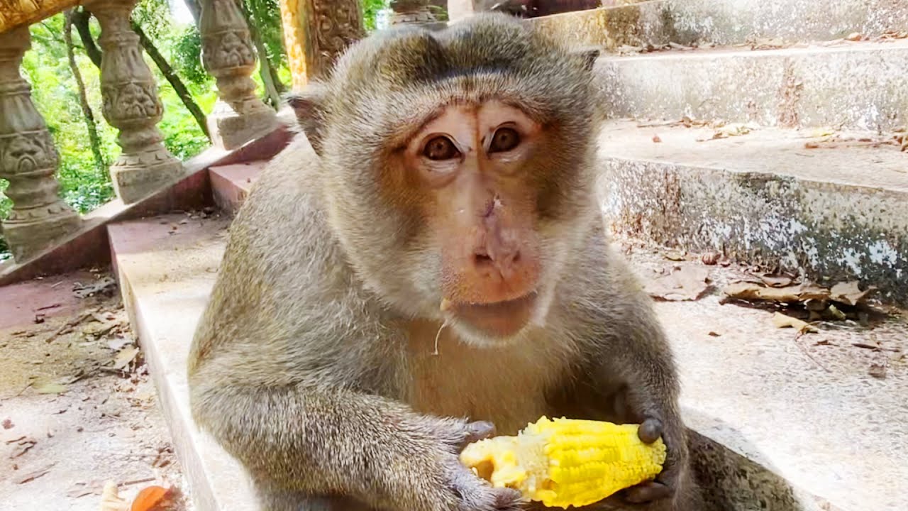 Satisfying Monkey Chewing ASMR 💤 Natural Jungle Ambience to Help You Sleep, Study, or Relax.