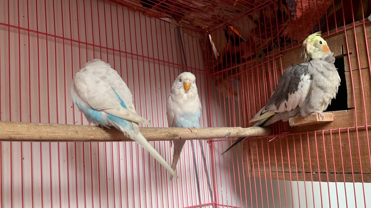 Budgies Parrot and Cocktail Ek sath ek Cage me // How to Breeding Cocktail and Budgies Parrot 