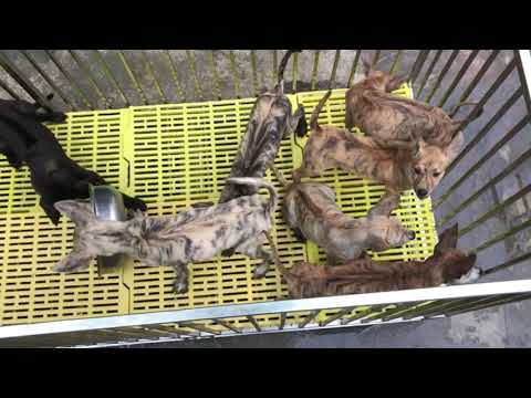 Video Báo GIá Chó Phú Quốc Vện cái /Chó Phú Quốc - youtube