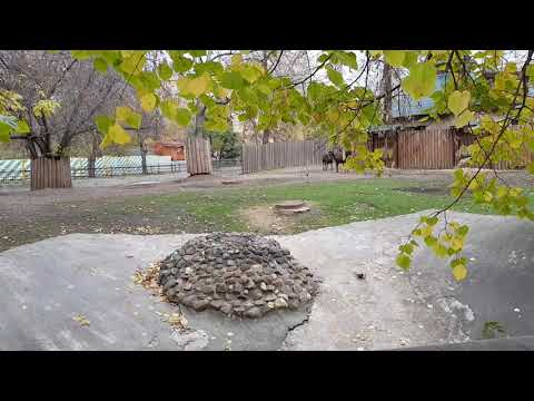 Two Black wildebeests and their enclosure