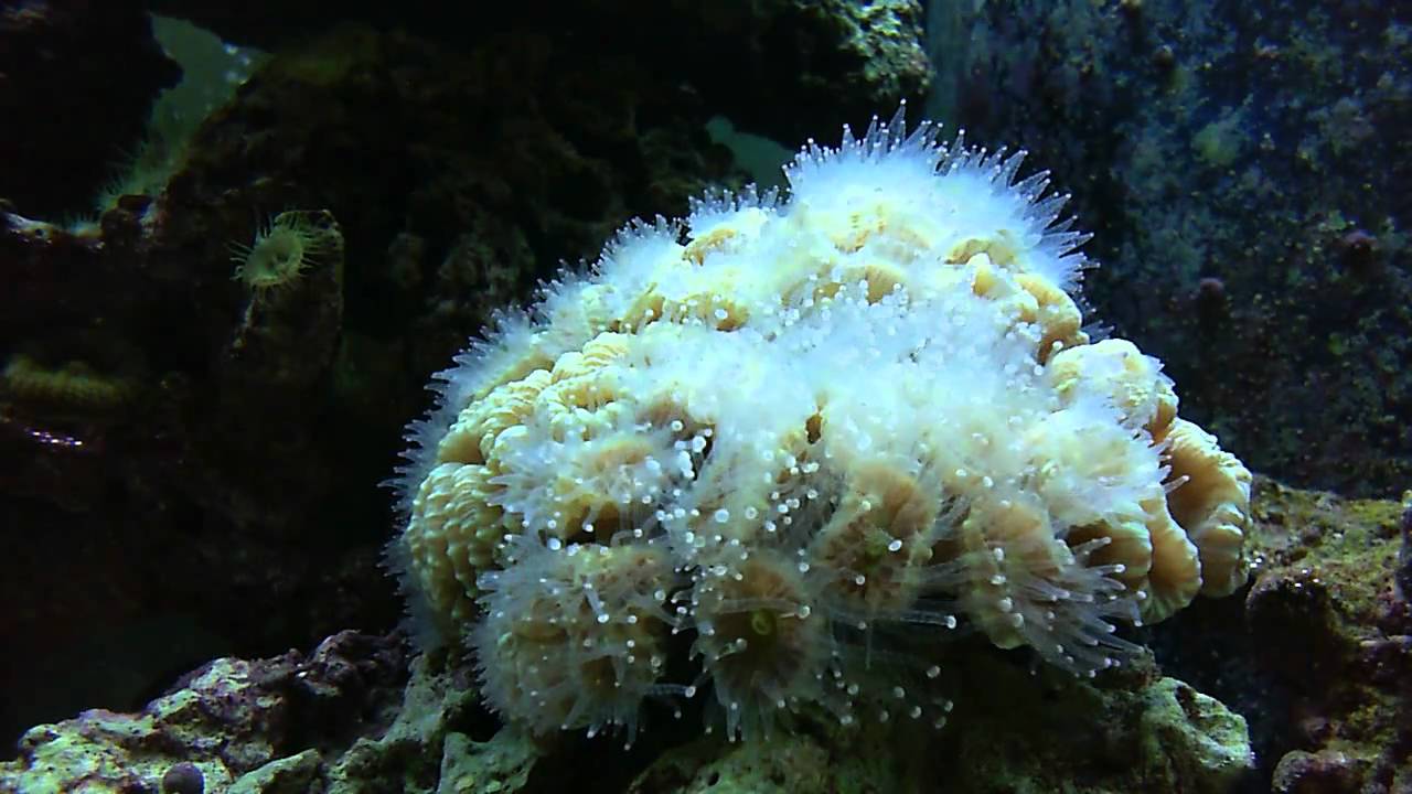 Candy Cane Coral showing long tentcales YouTube