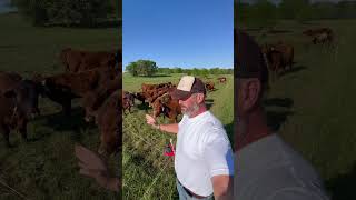 Mow your pastures #Mow #Cattle #Cows #FarmLife