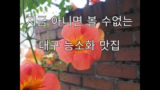 대구 능소화 맛집! 지금아니면 못보는 곳