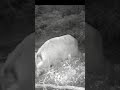 Night visitors in the forest… #wildlife #wildlifeentertainment #trailcamera #deer #trailcam