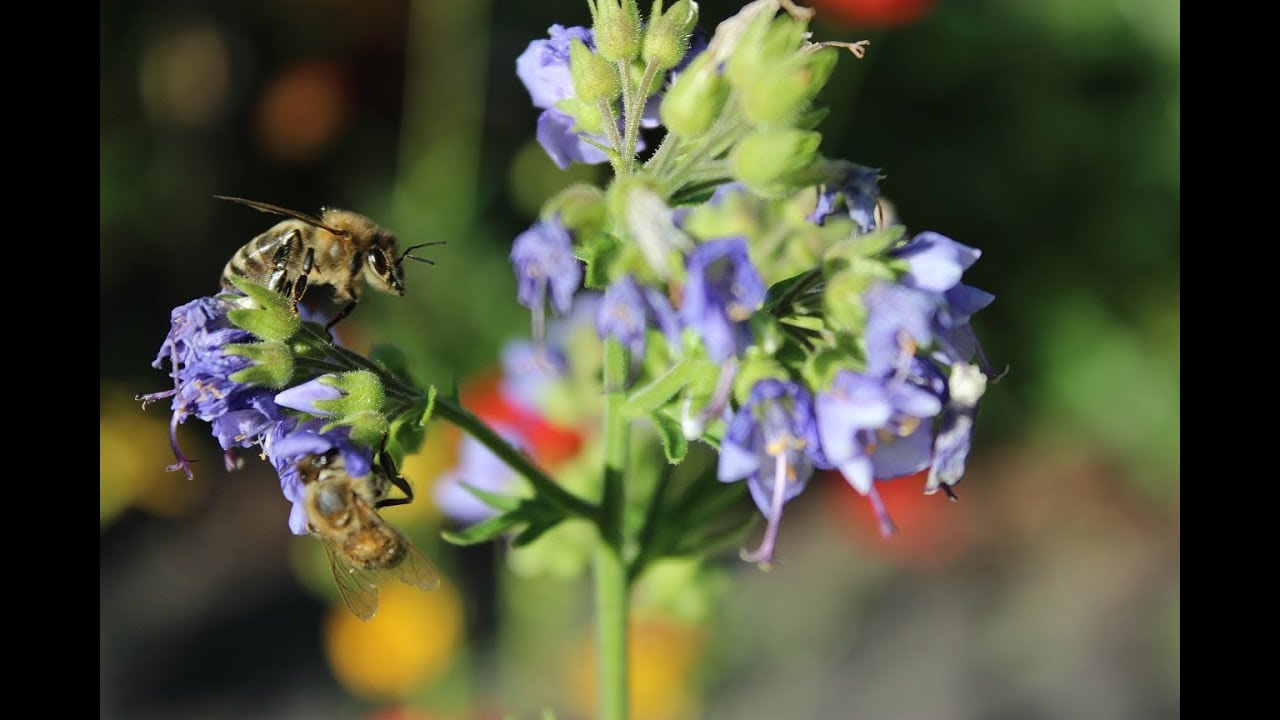 Flüssigfutter selbst herstellen