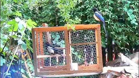 Larsen trap for magpies in action. Please check out my 2 new videos added