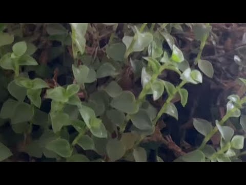 Callisia, varieties and propagation of the plant.
