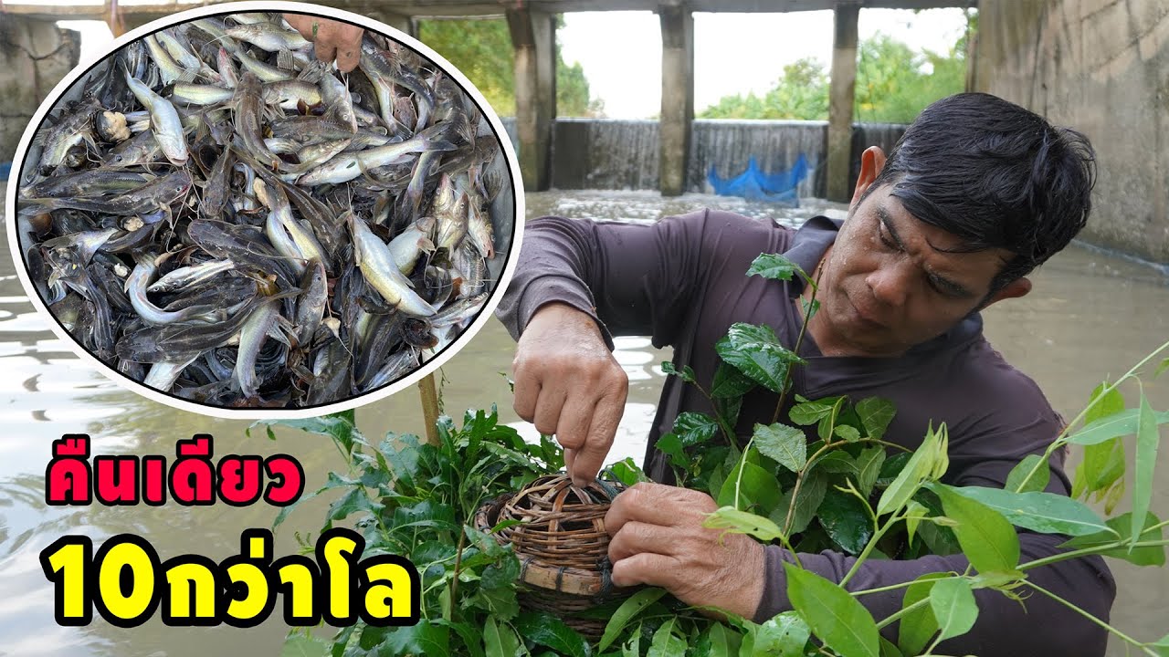 ดักตุ้มปลากด หมานกว่านี้ไม่มีอีกแล้ว