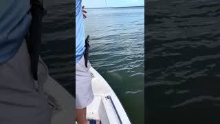 Tarpon time. Back Bone Charters #fishing #biscaynebay #bonefish #tarpon