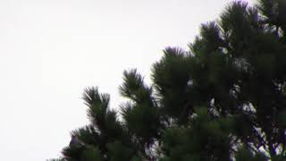 MVI 0929 2