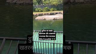 दुनिया का सबसे खतरनाक और आक्रामक मगरमच्छ नील मगरमच्छ (Nile Crocodile) 🐊🐊 #ytshortsvideo #reels