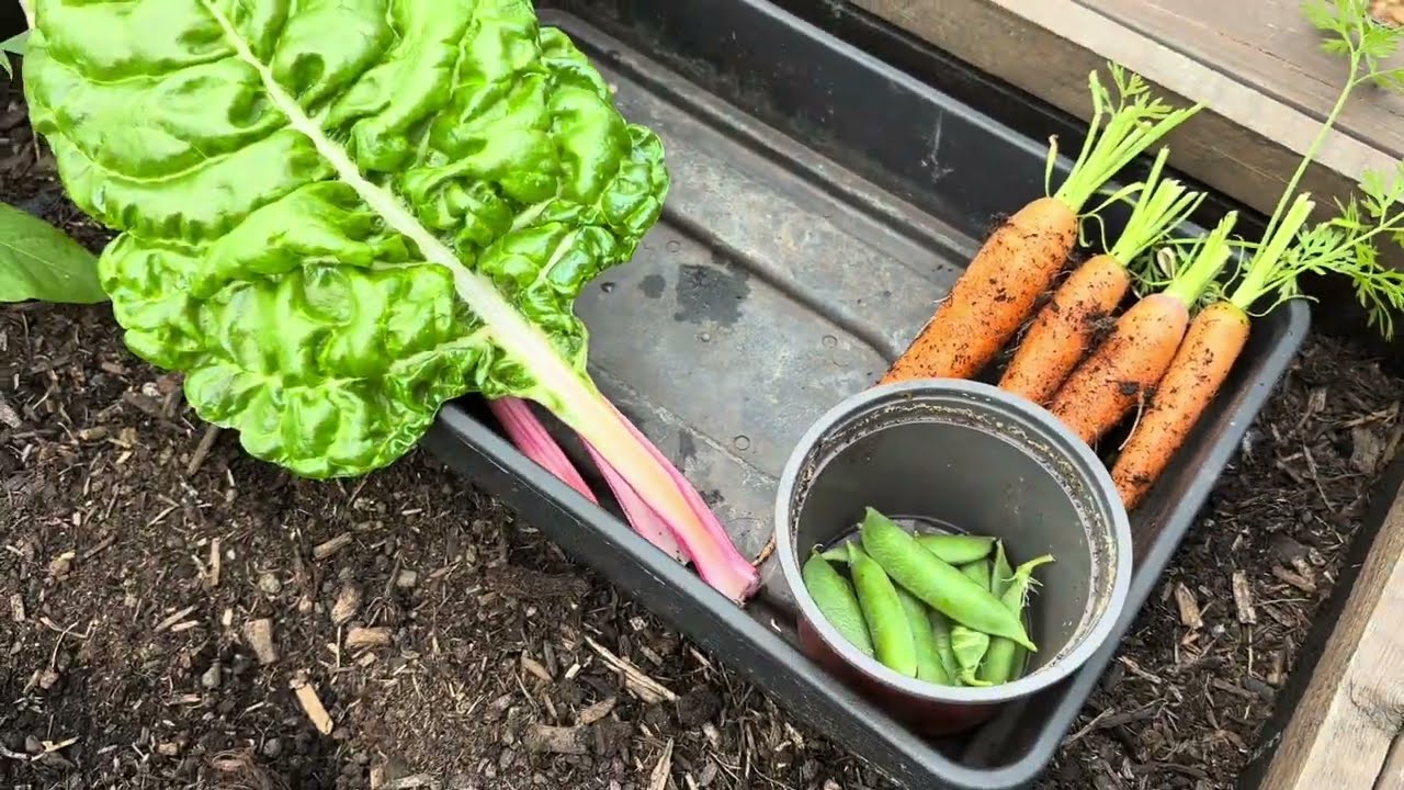 Layfamilylife: From plot to plate🥕🍅🥔🌱