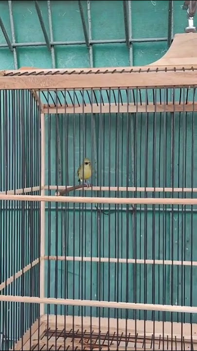 PLECI NISHIDA,BURUNG YANG LAGI VIRALL DI DUNIA BAKU HANTAM DI PERPLECIAN,milik Om criss