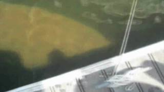 Manatee Sighting in the Bay