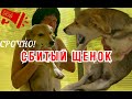 СБИТЫЙ ЩЕНОК. Равнодушие-паралич души.