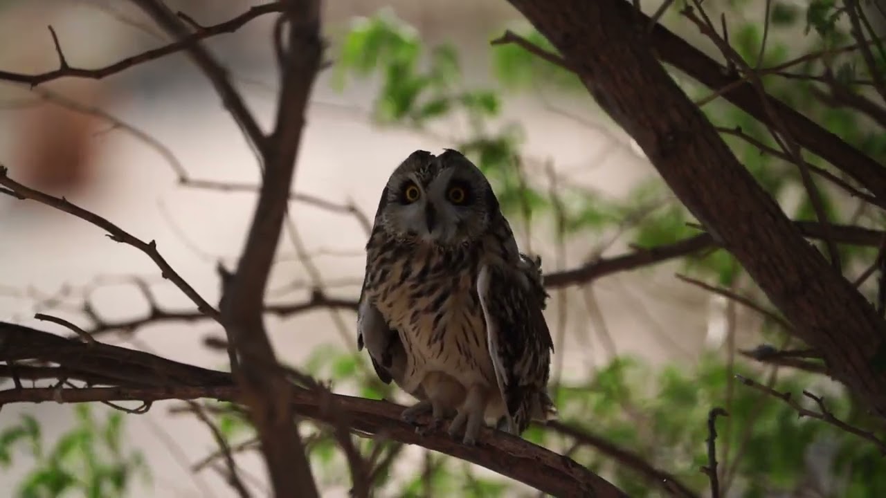 The short-eared owl (Asio flammeus)