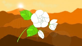 Jasmine Flower