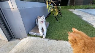 Soutiens Notre Héros Poilu Avec Un Like Sinon La Branche Gagnera