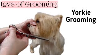 Grooming a Pet Yorkies Head