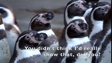 LEETCODE O(1) SPACE - Majority Element - JAVASCRIPT