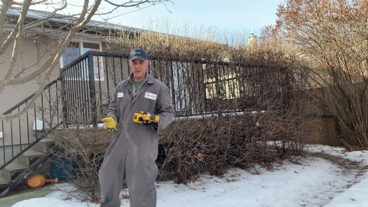 Cotoneaster Hedging in Winter (The 