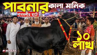 ১০ লাখ টাকার পাবনার কালা মানিক গাবতলী হাট কাঁপাচ্ছে! | Gabtoli Qurbani Cow Price | Pabna Kala Manik