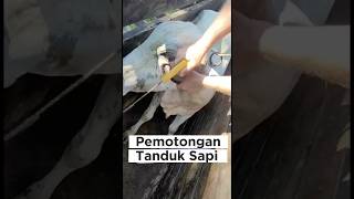 Kenapa Tanduk Sapi Harus Dipotong⁉️🤔 #shorts #viralvideo
