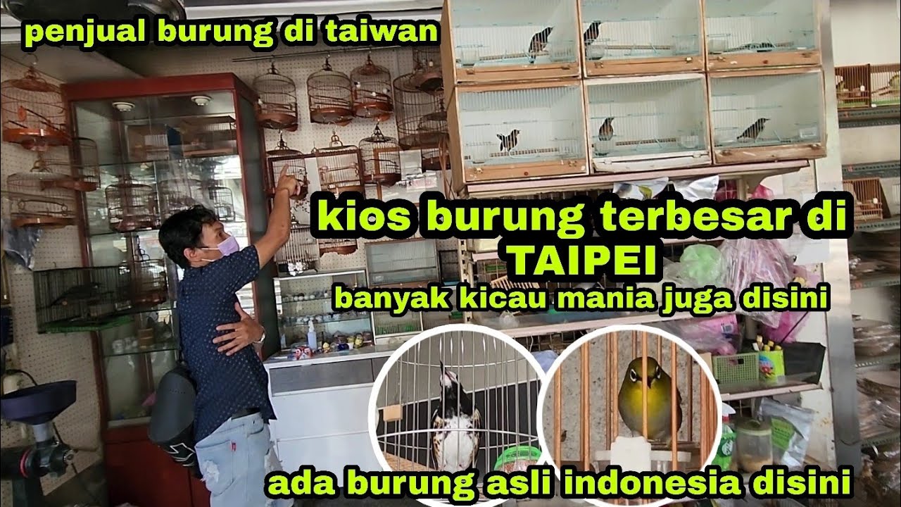 ini dia kios burung terbesar di taiwan banyak burung Indonesia yg masuk ke kios ini