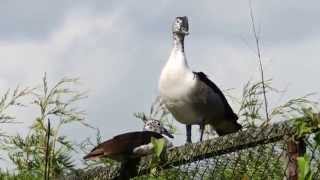 African comb duck (Sarkidiornis melanotos melanotos)