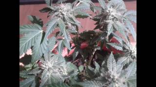Haze 2.0 Autoflo (Dinafem) en exterior